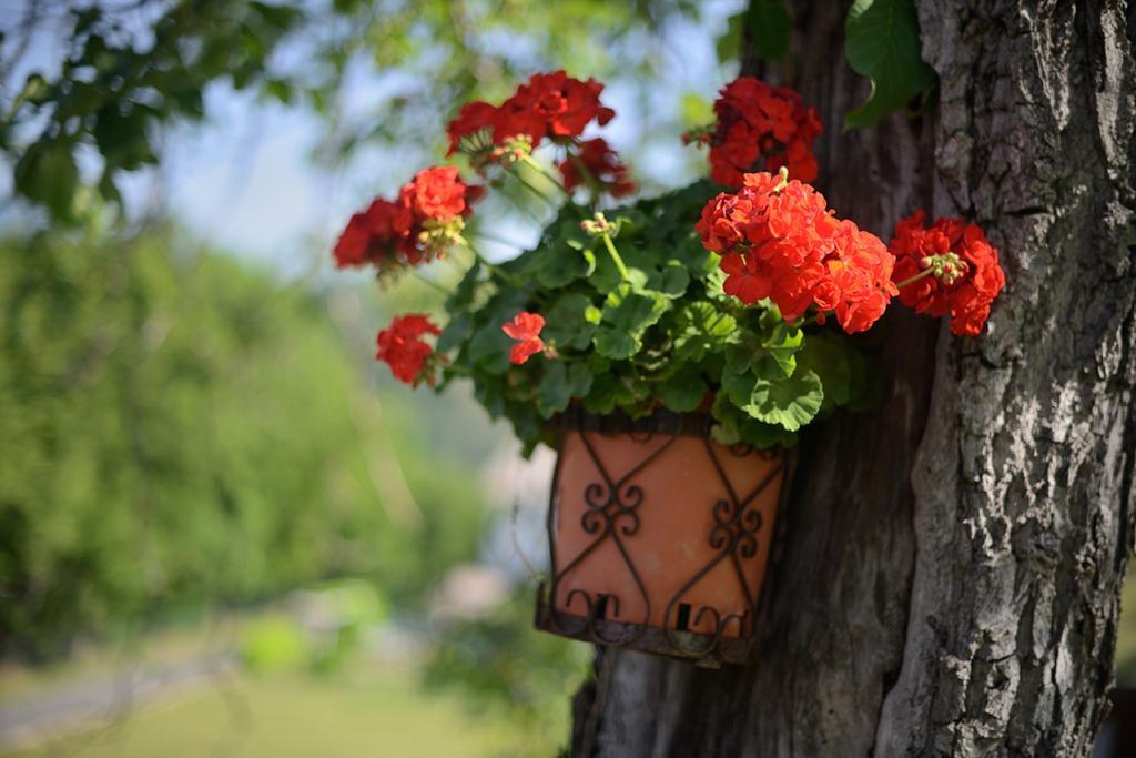 Bed And Breakfast Montino Cene エクステリア 写真